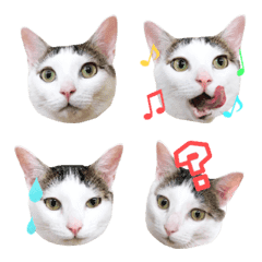 [LINE絵文字] 猫絵文字4の画像