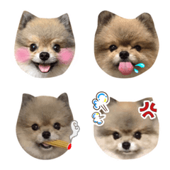 [LINE絵文字] QQ is not a gummi but a pomeranianの画像