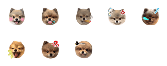 [LINE絵文字]QQ is not a gummi but a pomeranianの画像一覧