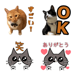 [LINE絵文字] 猫のイラスト＆写真の絵文字の画像