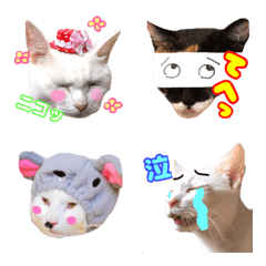 [LINE絵文字] 小倉猫茶家・ねこねこ写真絵文字♪の画像