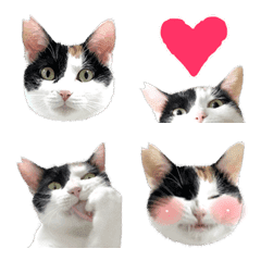 [LINE絵文字] とびみけ猫マヤの画像