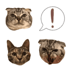 [LINE絵文字] 可愛い愛しのぬこ様絵文字の画像