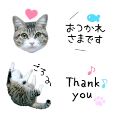 [LINE絵文字] 猫の実写えもじの画像