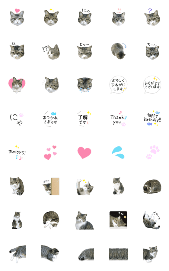 [LINE絵文字]猫の実写えもじの画像一覧
