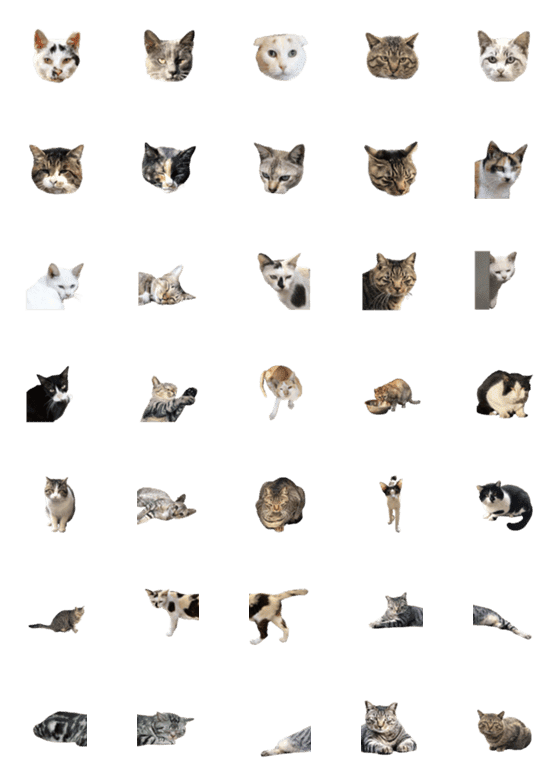 [LINE絵文字]のら猫の写真の画像一覧