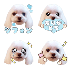 [LINE絵文字] マルチーズ♡シフォンの絵文字の画像