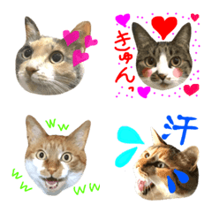 [LINE絵文字] Neneko's  Live-action catの画像