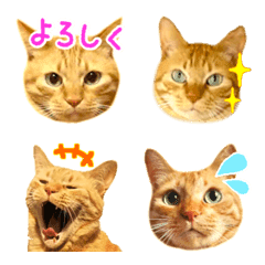 [LINE絵文字] 茶トラ 猫 日常会話で使える 絵文字の画像