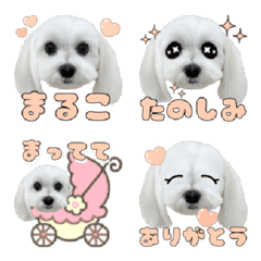 [LINE絵文字] マルチーズ♡まるこの絵文字の画像