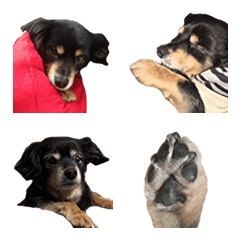 [LINE絵文字] dog.emojiの画像