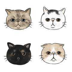 [LINE絵文字] meowsheadの画像