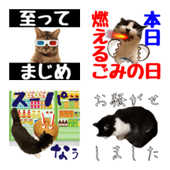 キジトラとハチワレ 第2段の絵文字メイン画像