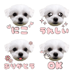 [LINE絵文字] チワマルにこの絵文字の画像