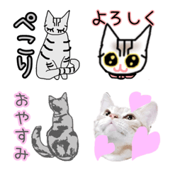 [LINE絵文字] アメショー バライティーセット 絵文字の画像