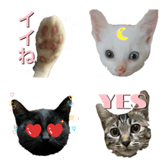 [LINE絵文字] Friendly Nyan'sの画像