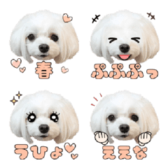 [LINE絵文字] マルチーズ春の絵文字の画像