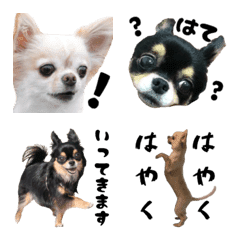 [LINE絵文字] ほぼチワワの絵文字2【犬】の画像