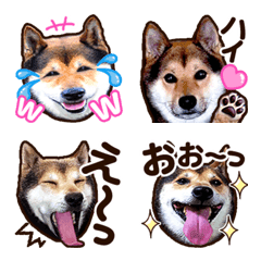 [LINE絵文字] 柴犬慎ちゃん いつも一緒♪絵文字編の画像