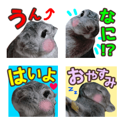 [LINE絵文字] 『うさぎ写真』毎日使える絵文字1の画像