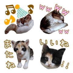 [LINE絵文字] 三毛猫ちゃんたちの絵文字の画像