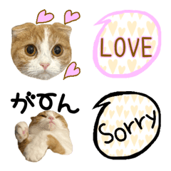 [LINE絵文字] スコティッシュフォールドちゃんの絵文字の画像