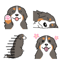 [LINE絵文字] 犬種別バーニーズマウンテンドッグ絵文字の画像