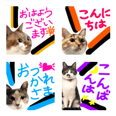 [LINE絵文字] Neneko's Live action-catの画像