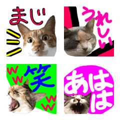 [LINE絵文字] Neneko's Live action Catの画像