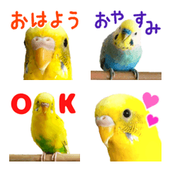 [LINE絵文字] 黄色 セキセイインコ 絵文字の画像