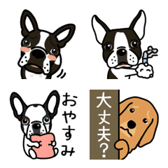 [LINE絵文字] ボストンテリアとゴールデンの絵文字の画像