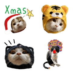 [LINE絵文字] 猫のクリスマス正月Ver.  かい＆CREAの画像