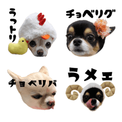 [LINE絵文字] ほぼチワワの絵文字5【犬】の画像