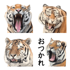 動く！動物園のトラ絵文字の絵文字メイン画像