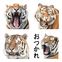 [LINE絵文字] 動く！動物園のトラ絵文字の画像