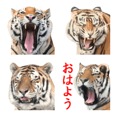 [LINE絵文字] 寅(トラ)の動物園だよ！ ほほえみフレンズの画像