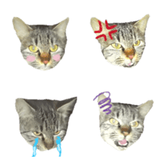 [LINE絵文字] まるちゃん 猫の画像