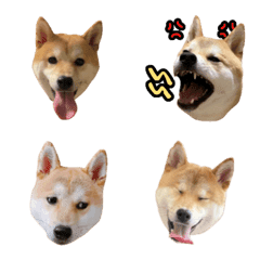 [LINE絵文字] 絵文字のコイちゃん♡柴犬♡の画像