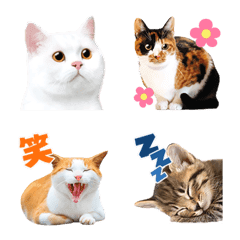 [LINE絵文字] 猫の写真えもじ2の画像