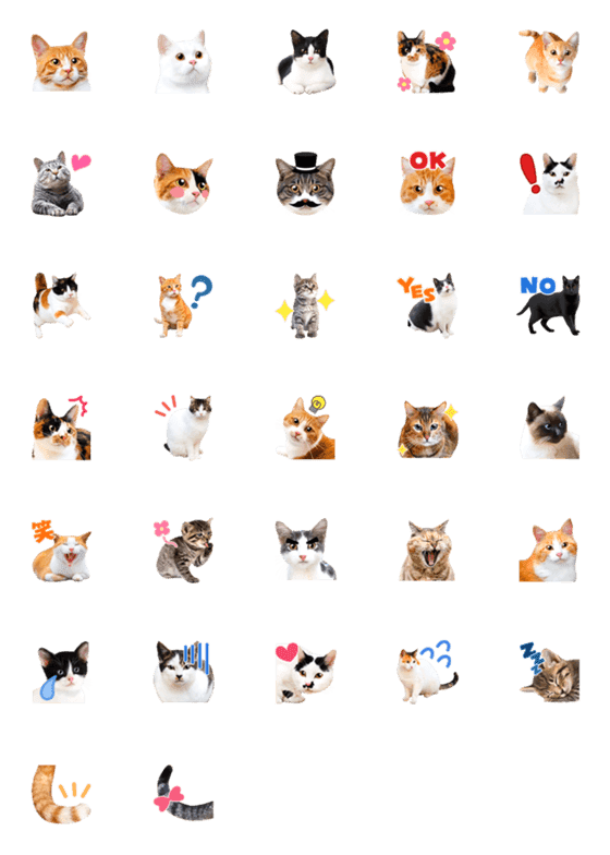 [LINE絵文字]猫の写真えもじ2の画像一覧