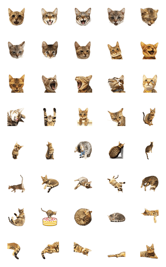 [LINE絵文字]かわいいキジトラ猫2【絵文字】の画像一覧