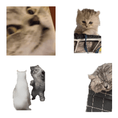 [LINE絵文字] COBE CATの画像