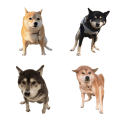 [LINE絵文字] Good job！ 柴犬絵文字2の画像