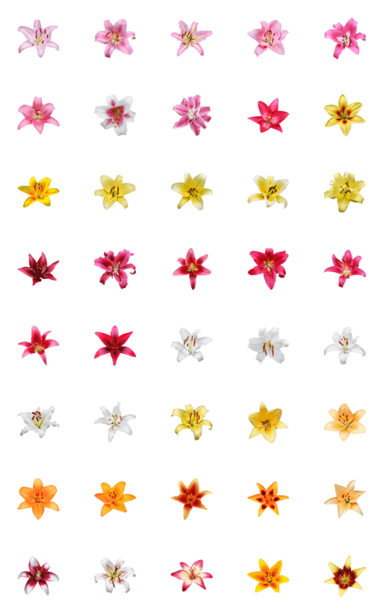 [LINE絵文字]ユリの花の写真  - 絵文字 1の画像一覧