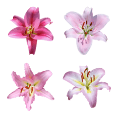 [LINE絵文字] ピンクのユリの花の写真 - 絵文字 1の画像