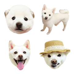 [LINE絵文字] 豆柴ほあちゃんemoji❶の画像
