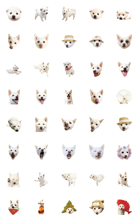 [LINE絵文字]豆柴ほあちゃんemoji❶の画像一覧