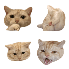 [LINE絵文字] BuBu's emojiの画像