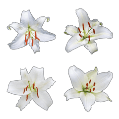 [LINE絵文字] カサブランカと白ユリ花の写真 - 絵文字 1の画像