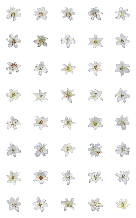 [LINE絵文字]カサブランカと白ユリ花の写真 - 絵文字 1の画像一覧